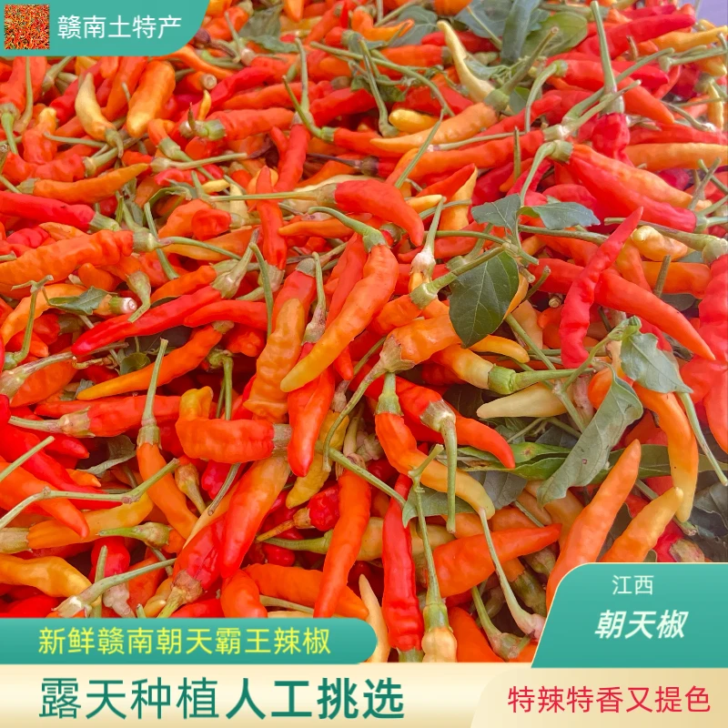 2025新鲜正宗江西霸王辣椒特辣特香朝天椒辣椒特产味道香辣辣味