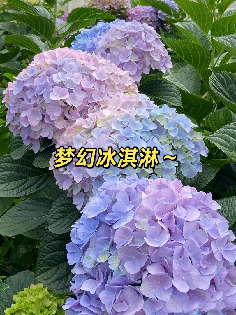 易多梦幻梦幻冰淇淋大花多色梦幻色多季开花