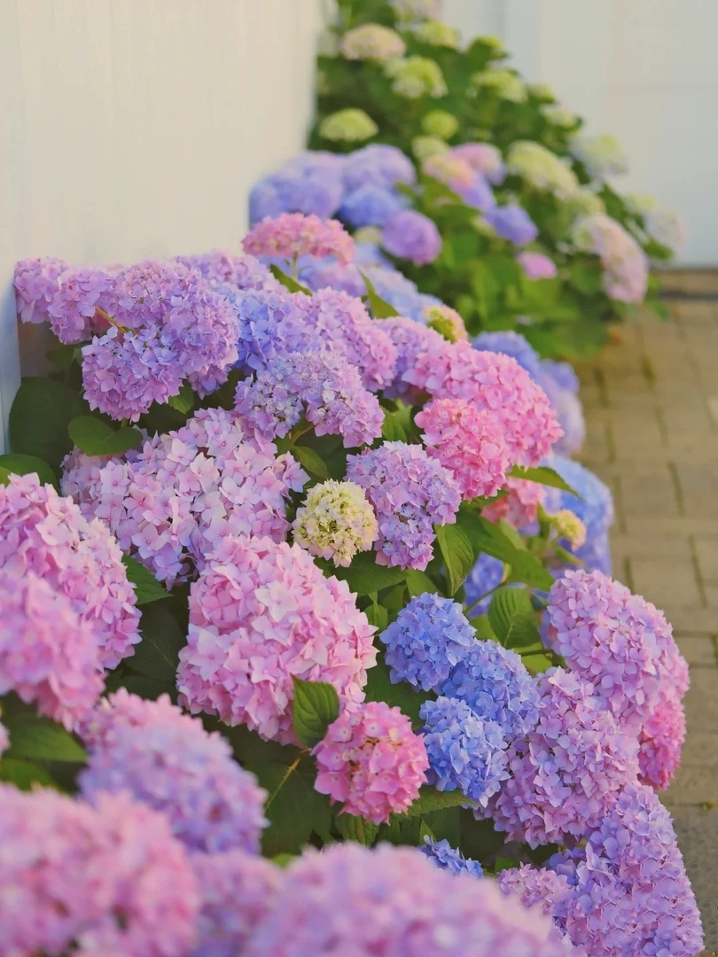 大花绣球无尽夏多色渐变多季开花5加伦