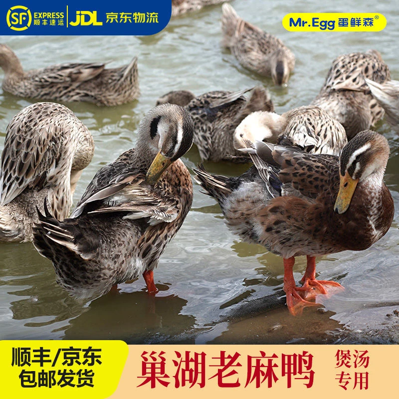 蛋鲜森【煲汤老鸭】百天水域养殖巢湖老麻鸭散养单 只重1000g