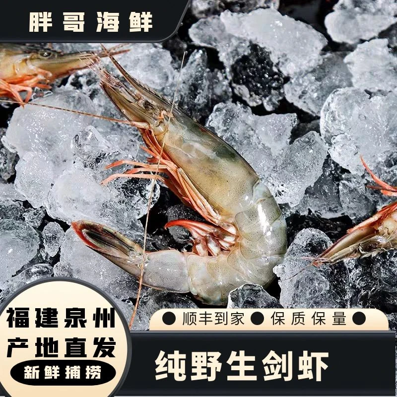【纯野生剑虾】福建祥芝本港 顺丰发货