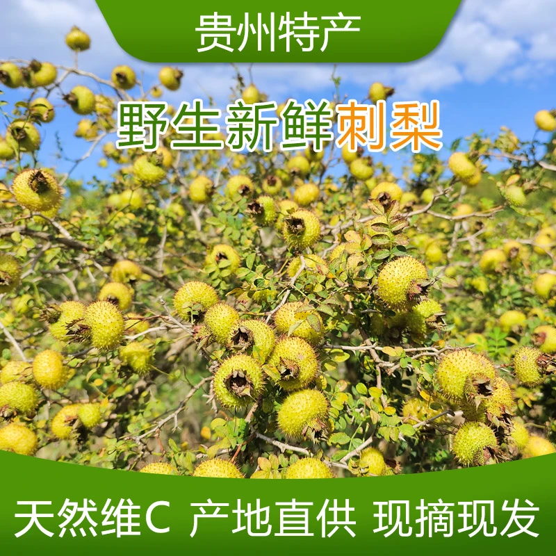 贵州特产野生刺梨鲜果天然维C营养泡酒泡水
