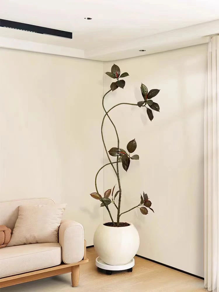 黑金刚橡皮树大盆栽客厅绿植网红造型老桩好养办公室内大型植物