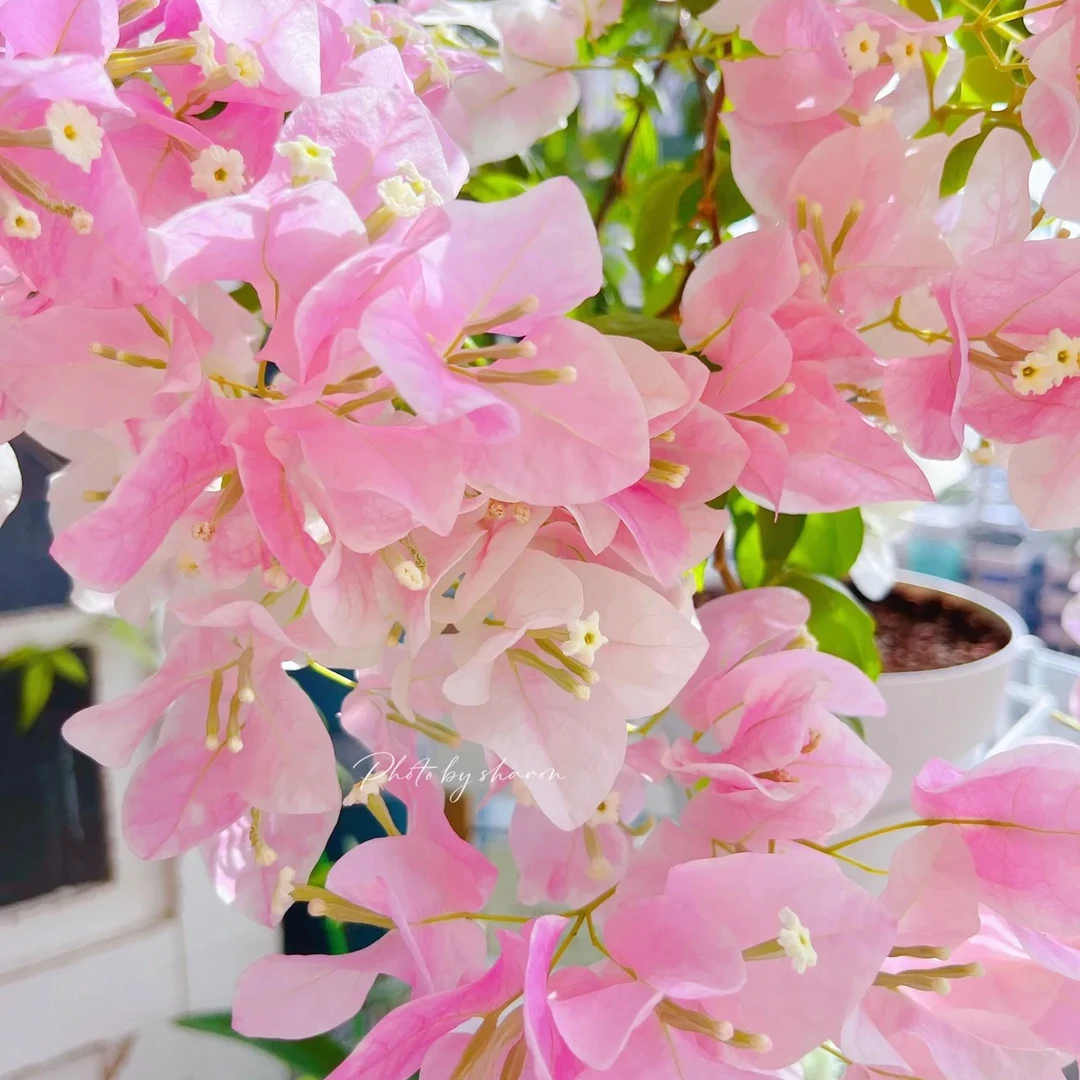 三角梅一物一拍，四季开花勤花品种