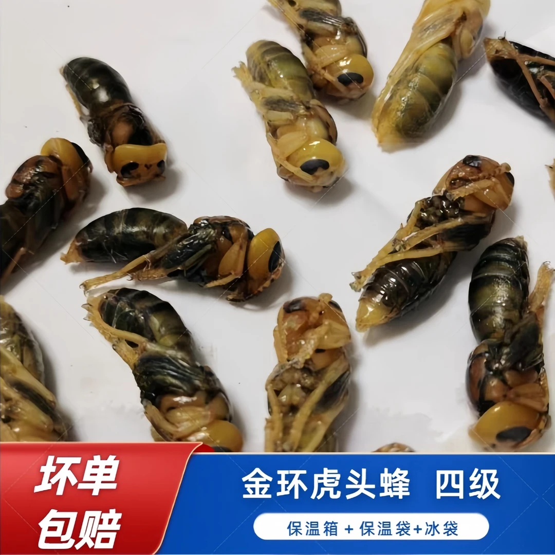 金环虎头蜂四级蜂蛹蜂巢蛹新鲜食用昆虫土蜂蛹油炸烧烤包邮冻品