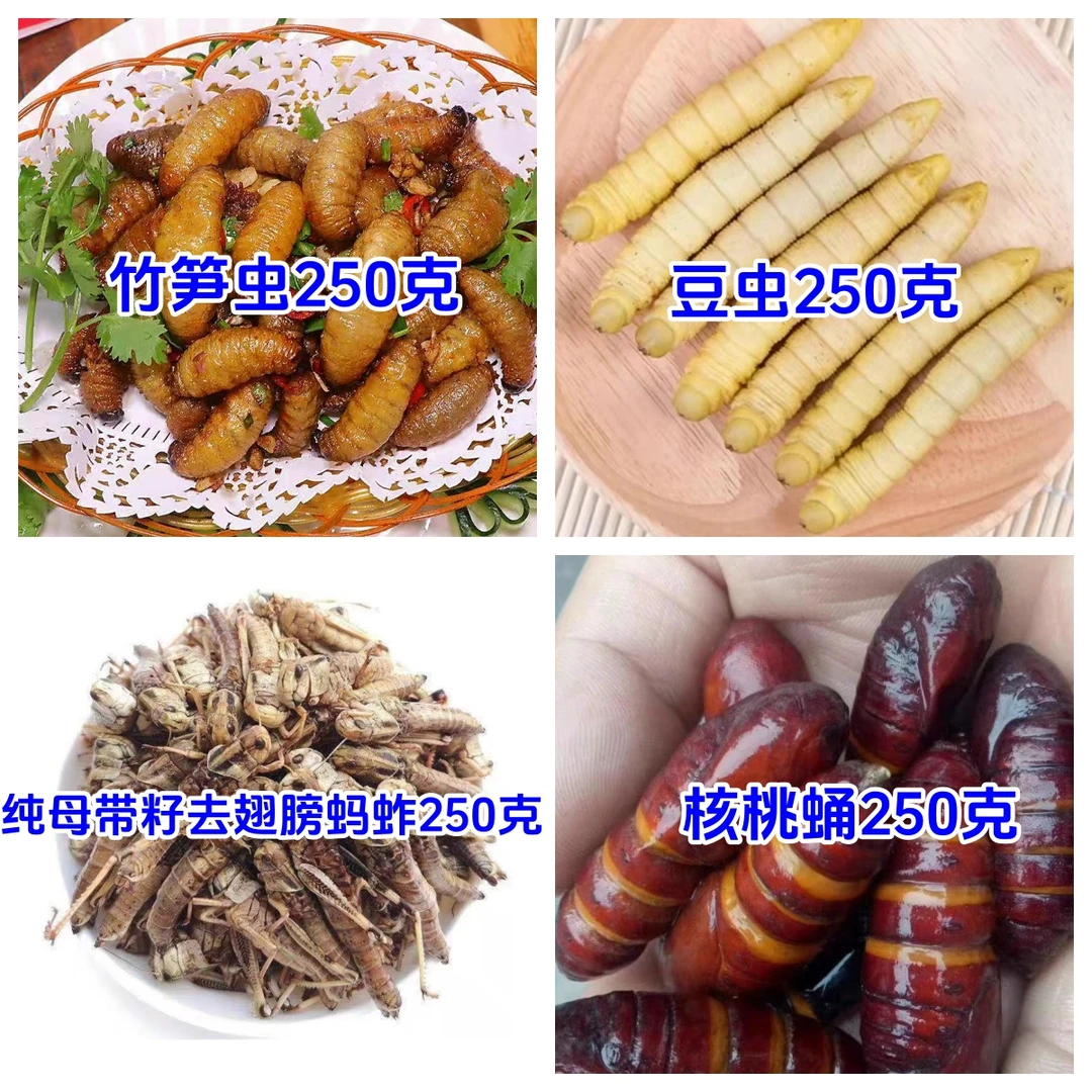 昆虫美食组合竹笋虫半斤豆虫半斤纯母去翅膀蚂蚱半斤核桃蛹半斤