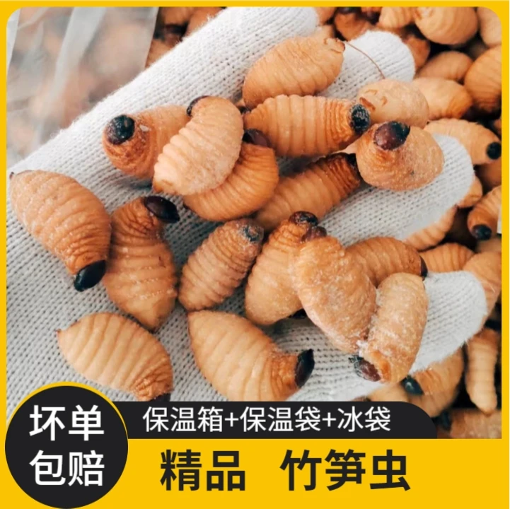 竹笋虫笋虫大胖子新鲜速冻食用昆虫烧烤油炸高蛋白包邮
