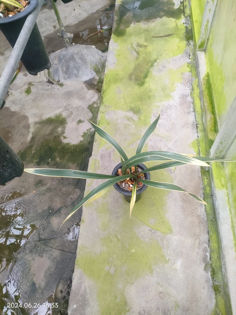 墨兰一鹤之华3苗2芽