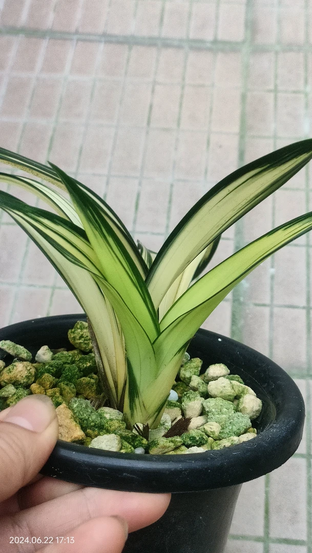 墨兰一漂亮黄金达摩3苗