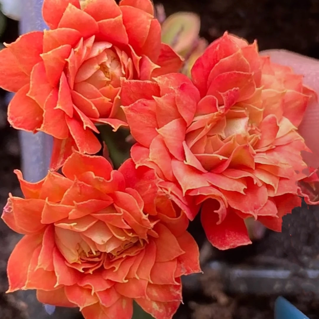 火麒麟~大花  花期长  室内阳台盆栽