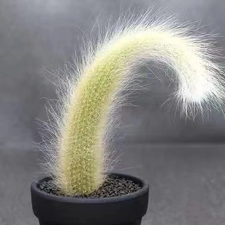 九尾狐（凑单满18包邮）多肉植物