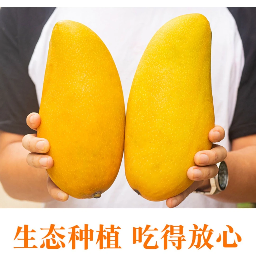 需催熟 海南三亚金煌芒果1斤/3斤/5斤/8斤阿木热带水果