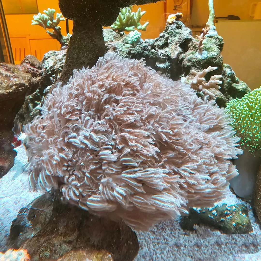 千手花海缸观赏海水花海草景观造景海藻