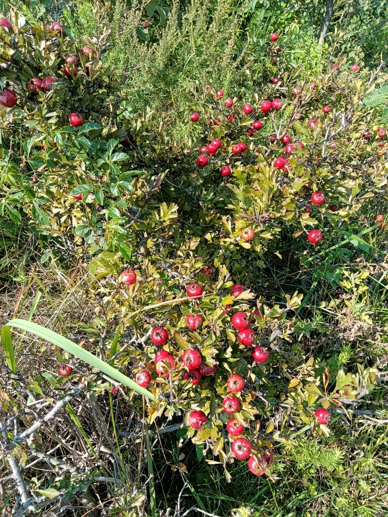 原生小叶野山楂山里红老桩