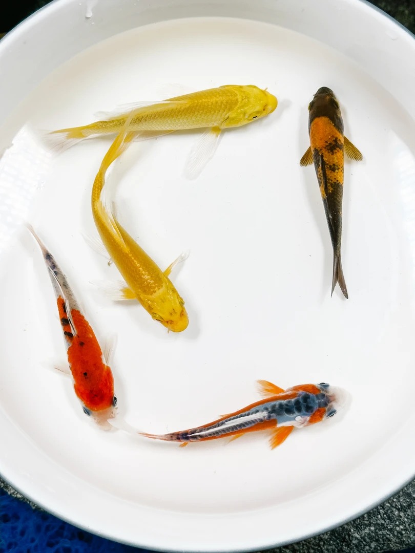 《五子登科》1绯写1大正1秋翠2黄金8-10cm 淡水鱼渔场直销易养活