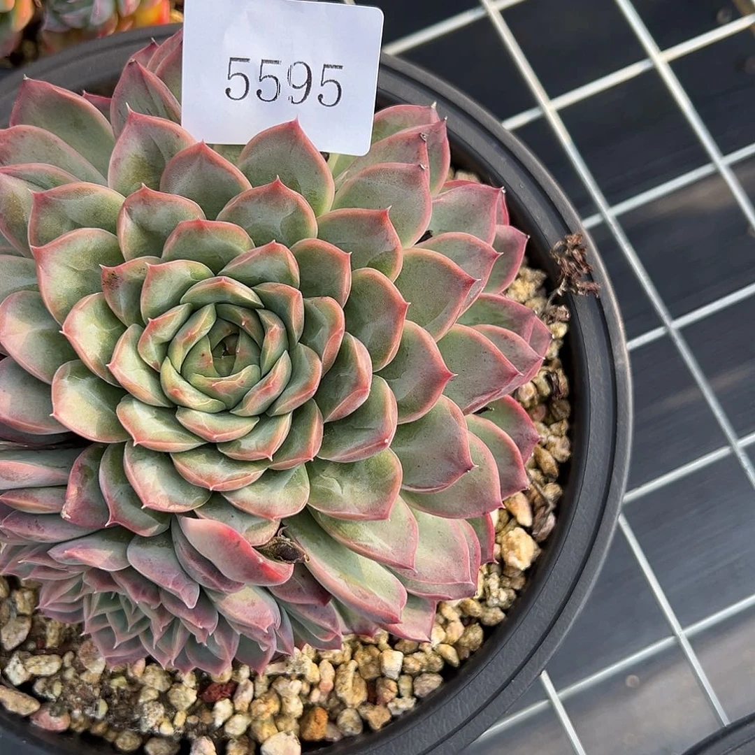 (****)5595多肉多多多多