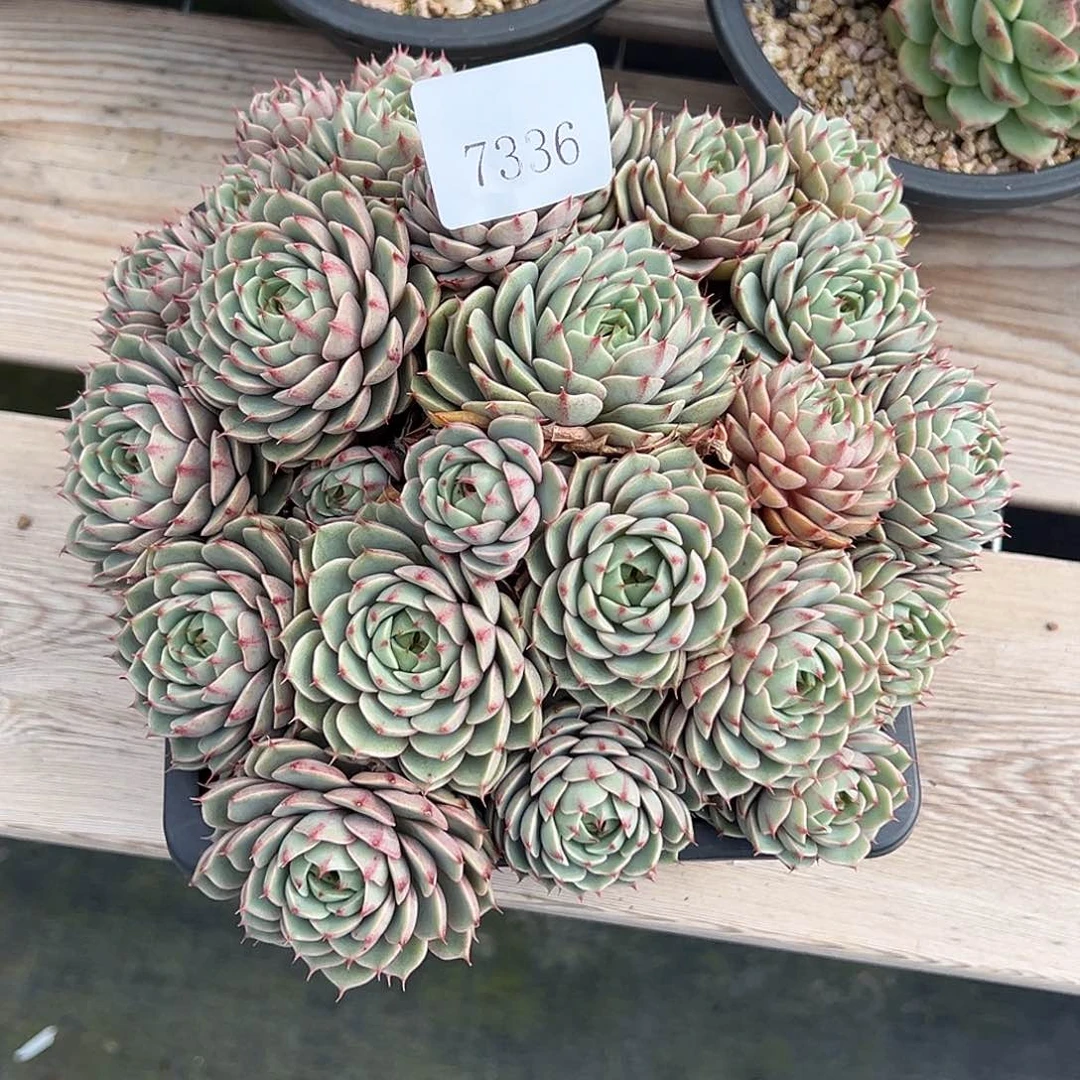 超**爸7336多肉多的