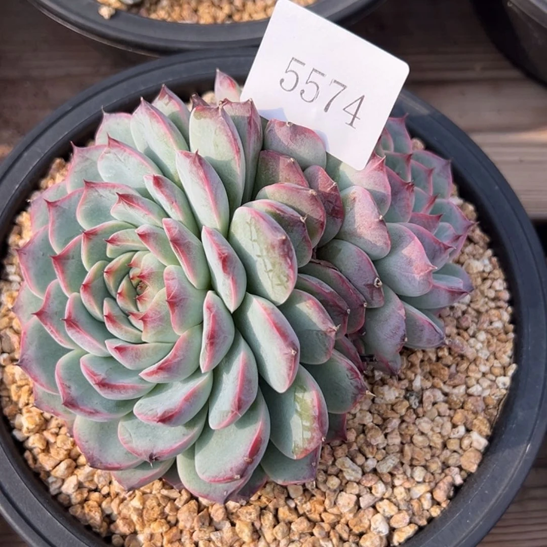 园***妹5574多肉多多多多