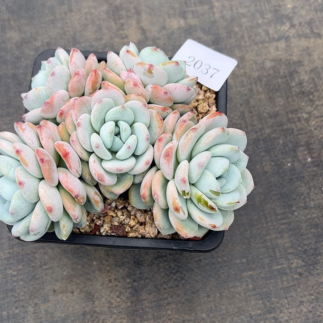 睿*奶2037肉多多多多多