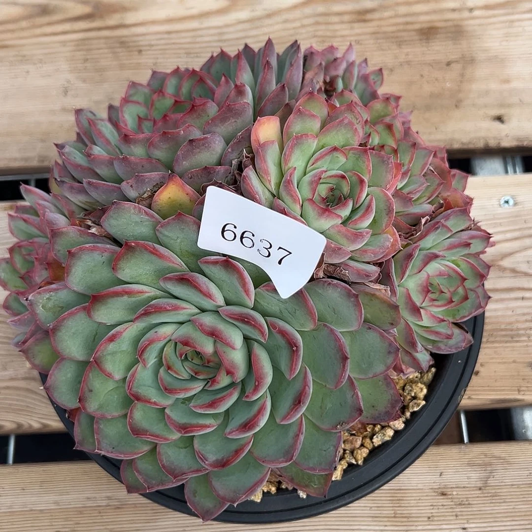 有****鱼6637多肉多多多多