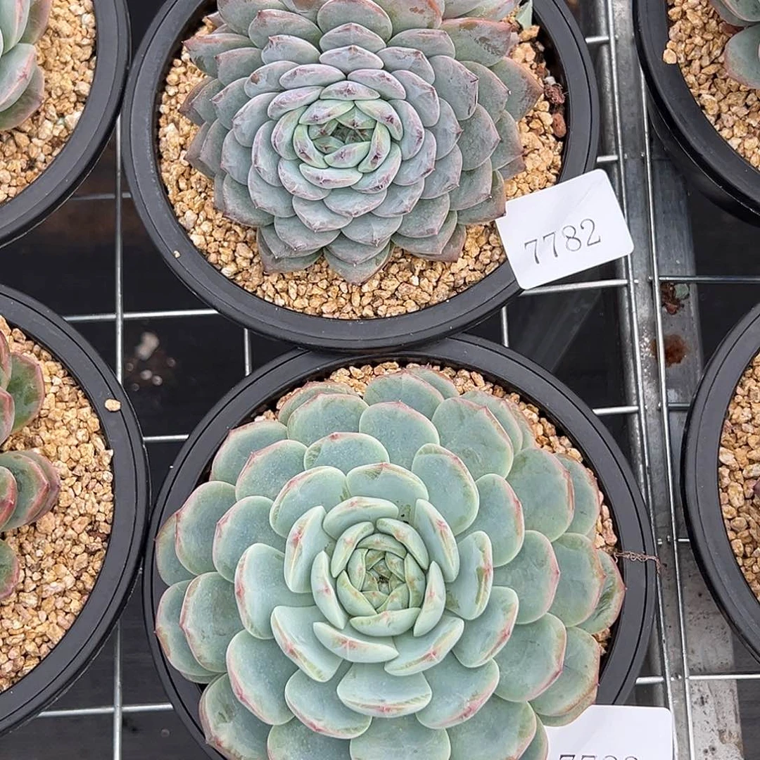 (****)7782.7783多肉多多多多多