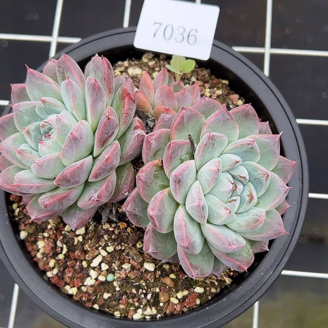 7036多肉多的多多 不包整