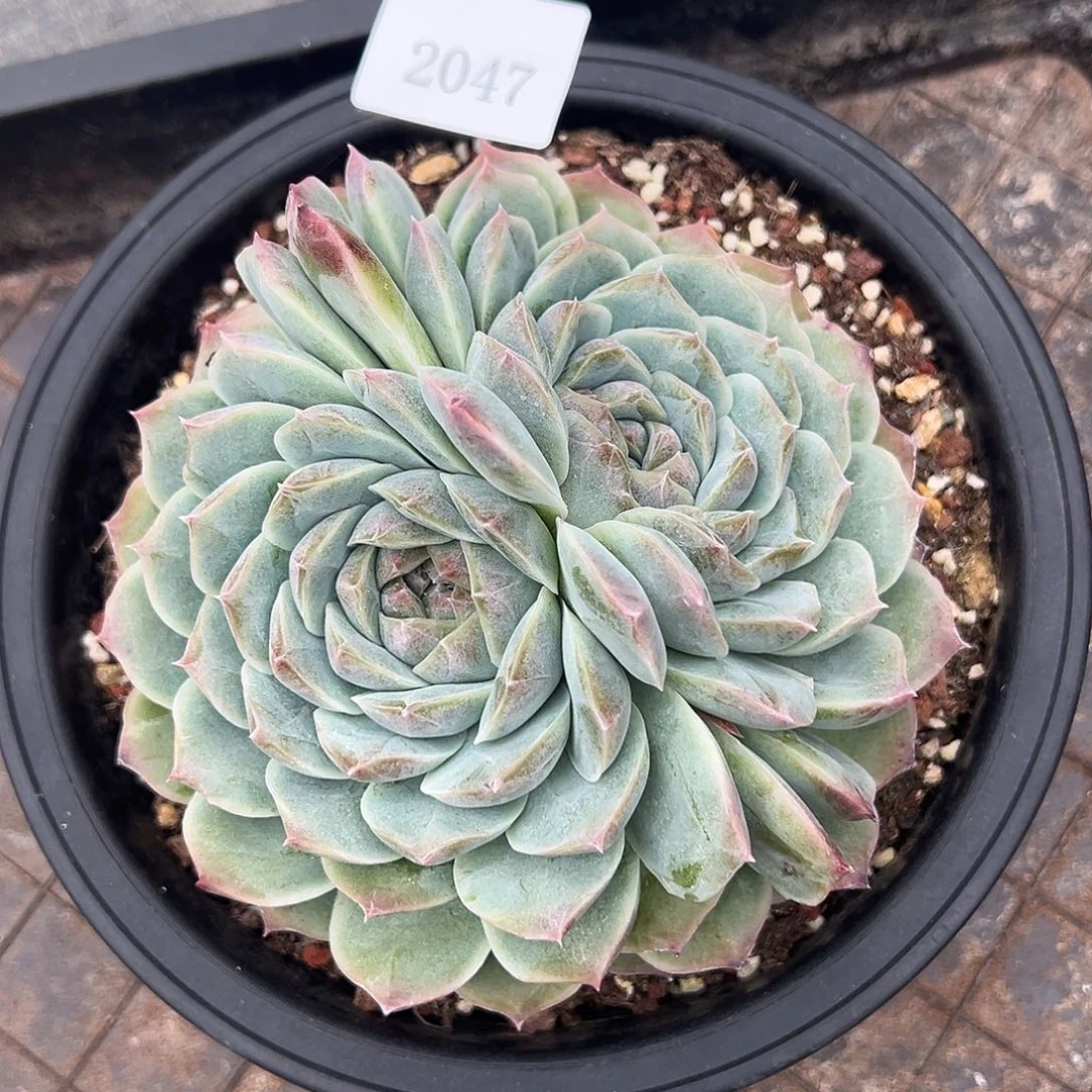 家**少2047肉多多DVD多多