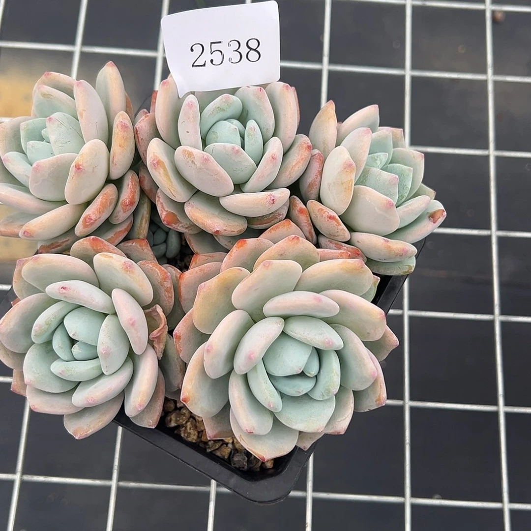 ?****e2538多肉多多