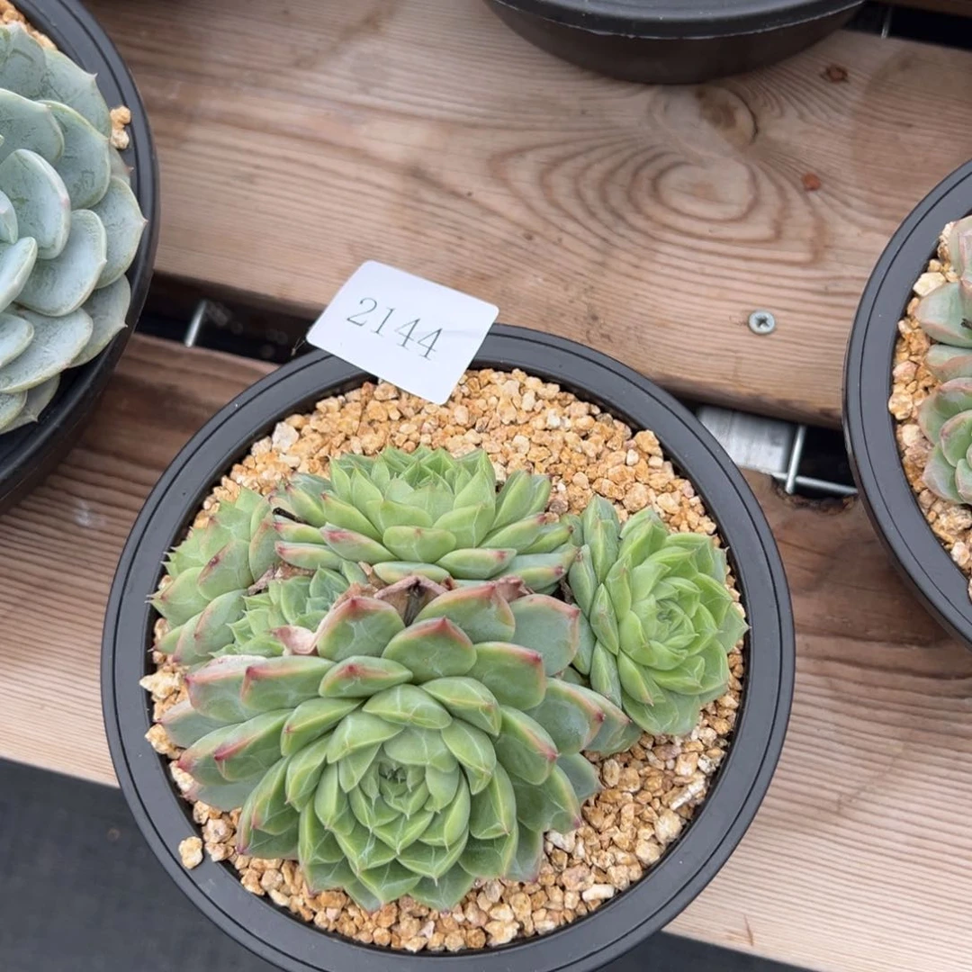 是***®2144 肉多多多肉