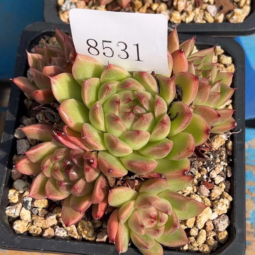 8531多肉的多多多多多