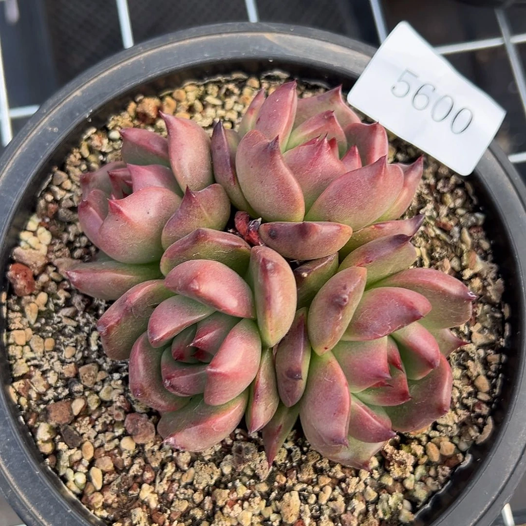 5600多肉多的多不包整