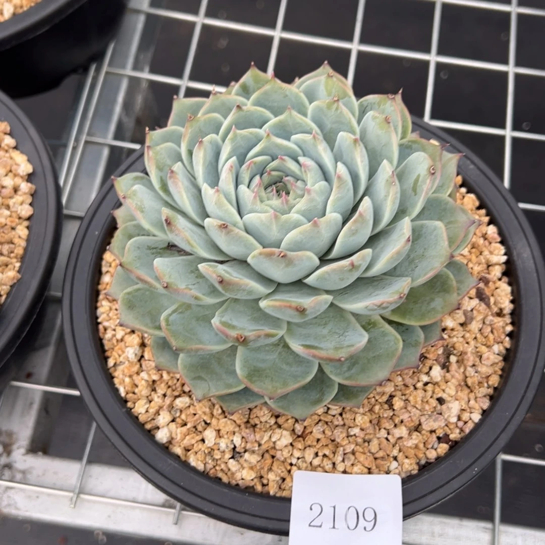 (****)2109 肉多多多肉