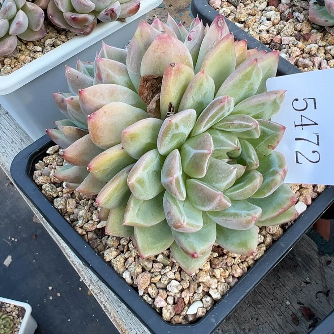 (****)5472多肉多的多多多