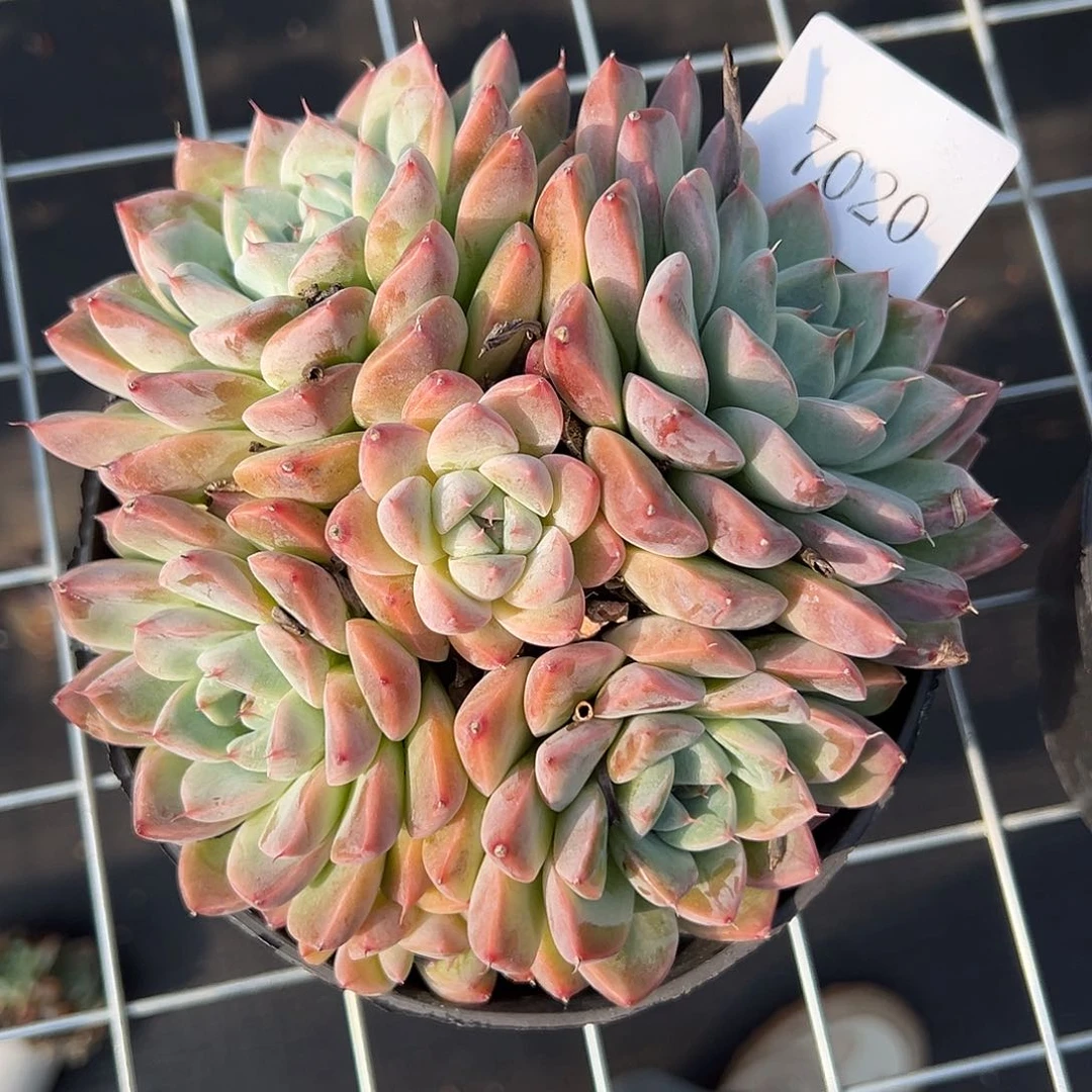 沫**7020多肉多多多d