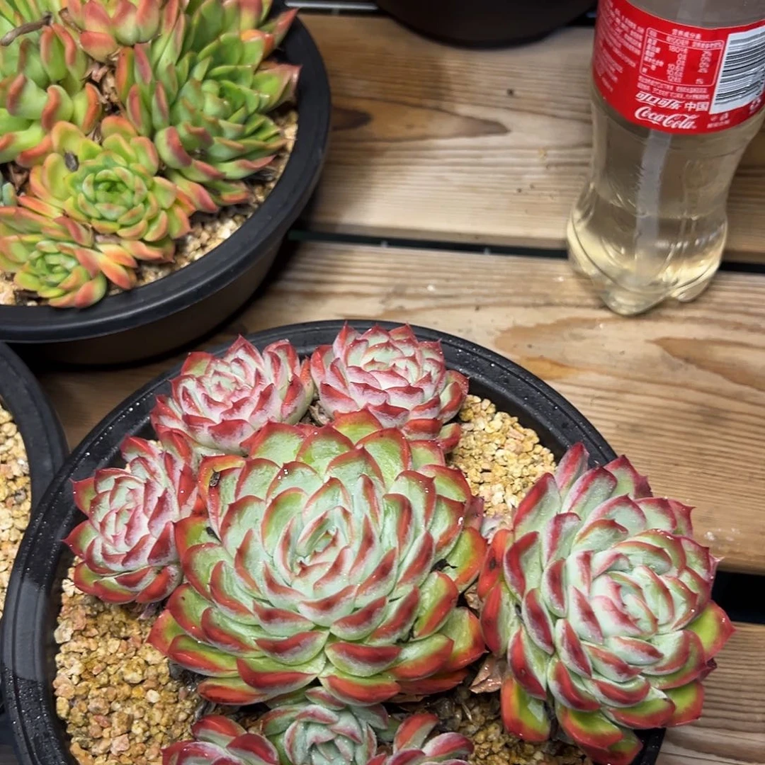 海**空4114 肉多饿哟肉