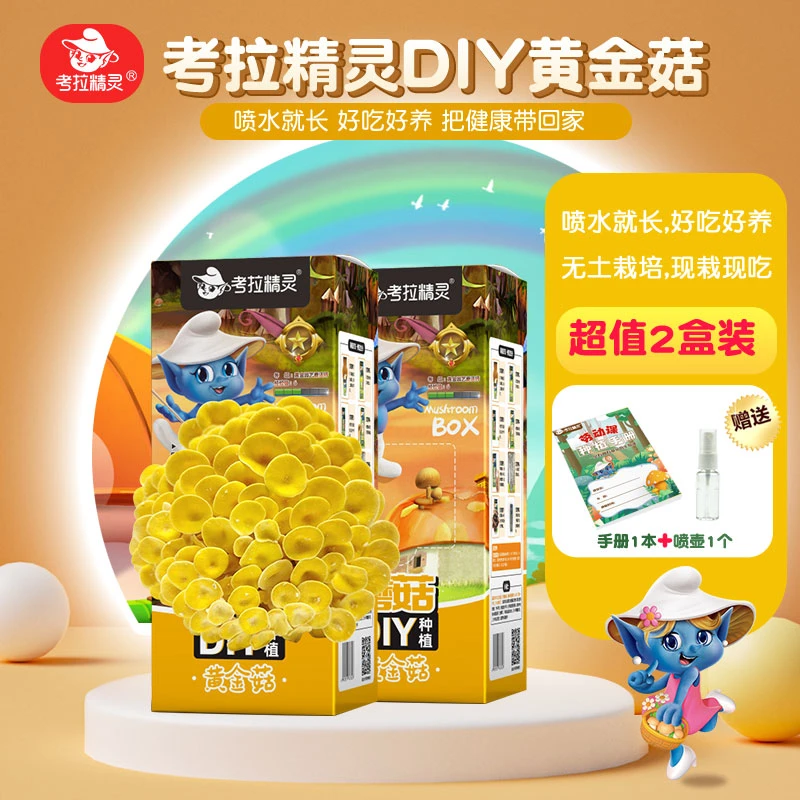 考拉精灵蘑菇DIY家庭种植蘑菇菌棒黄金菇