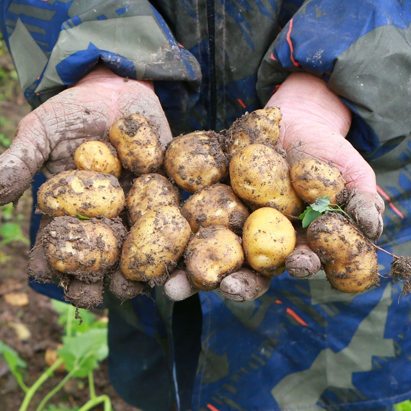 恩施小土豆新鲜黄心黄皮洋芋高山老品种马尔科马铃薯现挖3/5/9斤