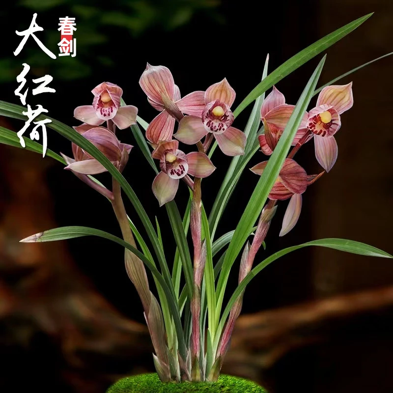 【春剑大红荷花卉室内】高档春剑大花红花荷瓣浓香型花姿高雅兰花