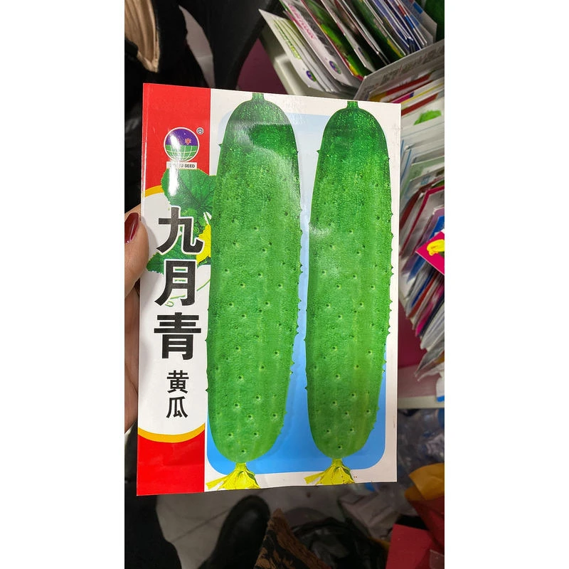鑫宇九月青黄瓜籽