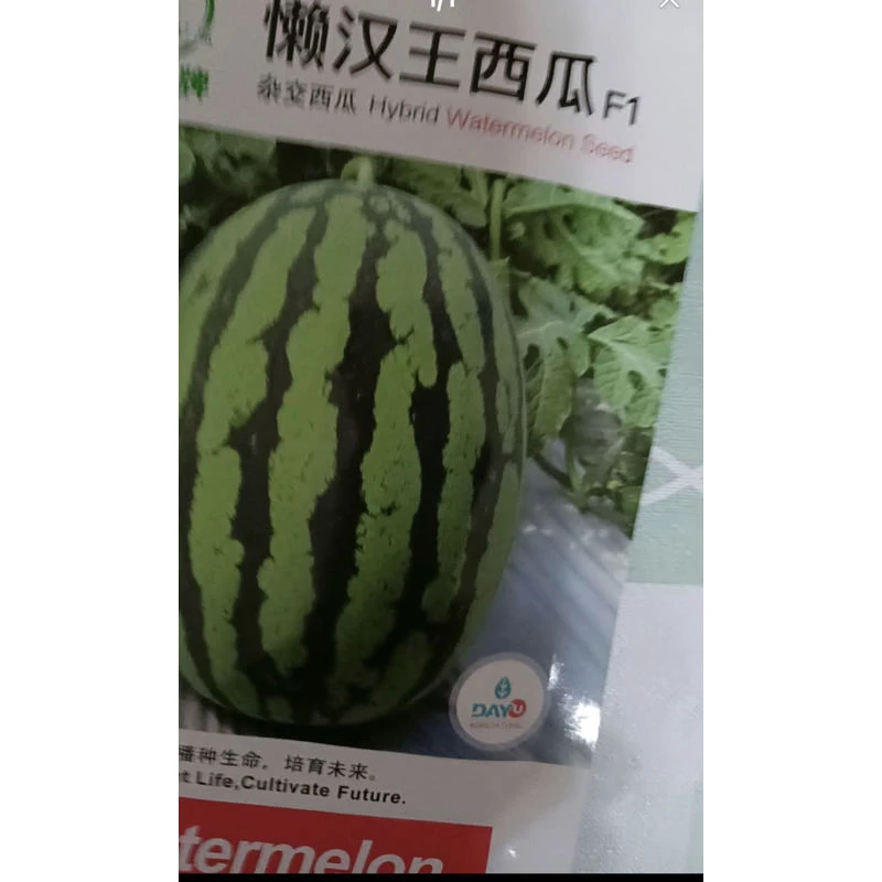 懒汉西瓜籽懒汉西瓜籽