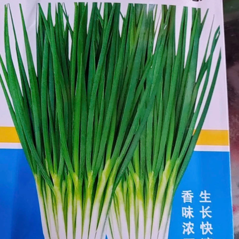 四季香葱籽（拍一发二）