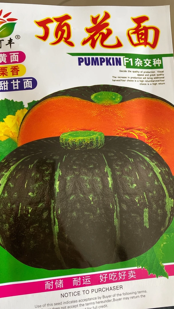 顶花面南瓜种子籽