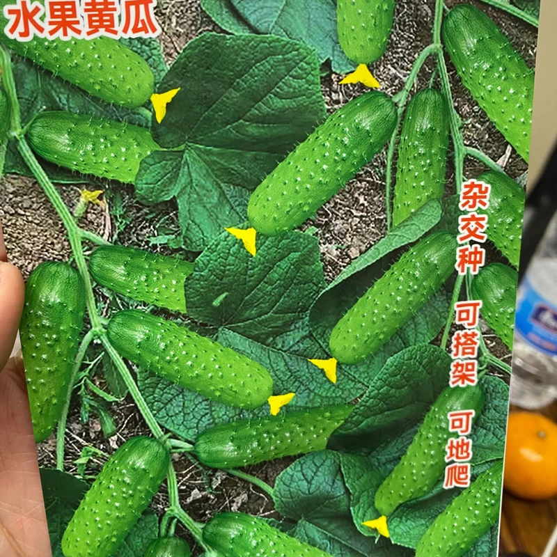 地爬黄瓜籽地爬黄瓜籽服务