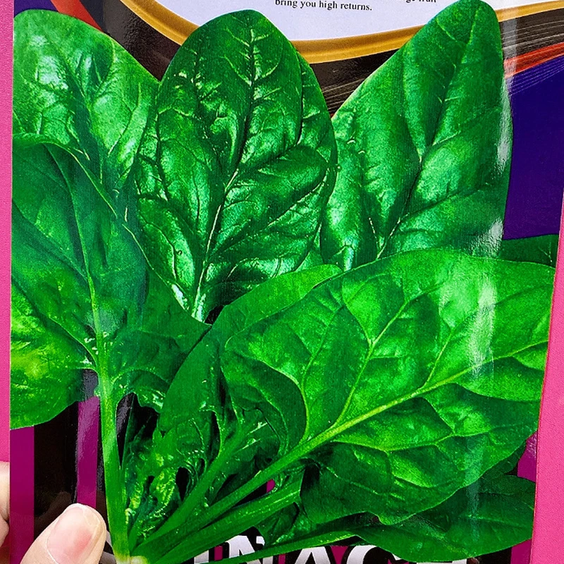 冬根菠菜籽(拍一发二)