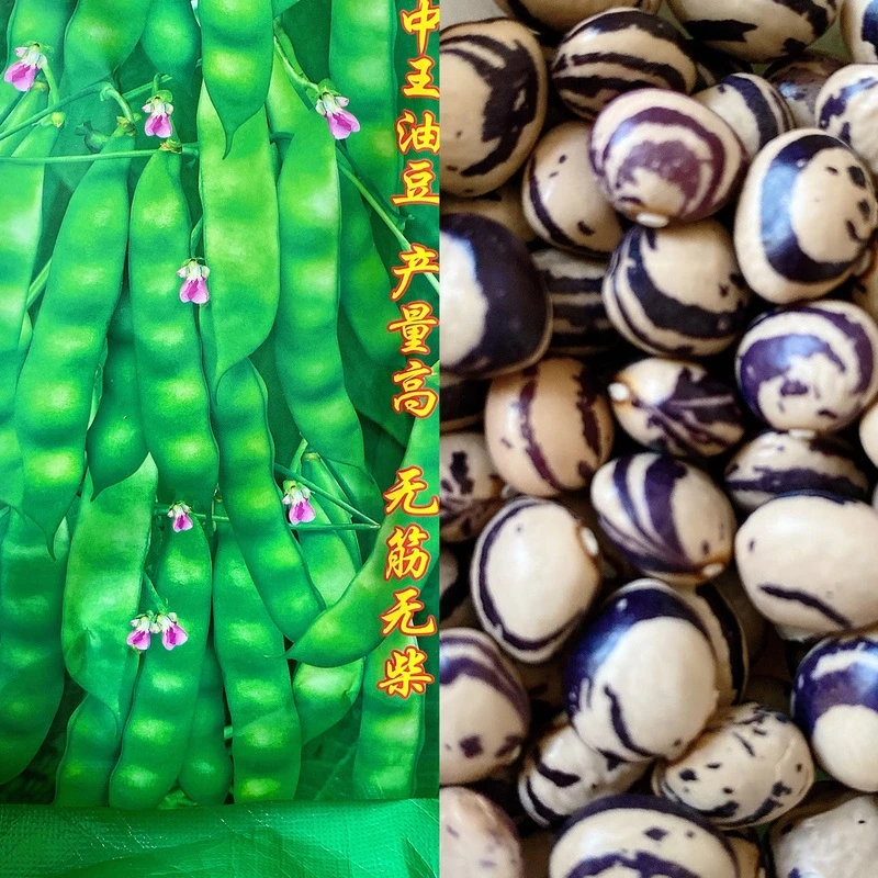 秋可丰早熟小油豆角