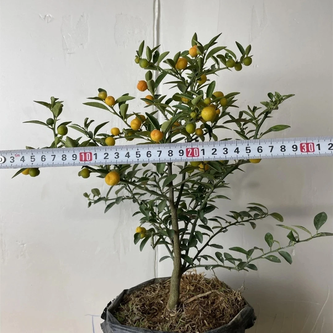 人工培育籽博苗日豆福豆同安凤巢豆豆观果观叶绿植