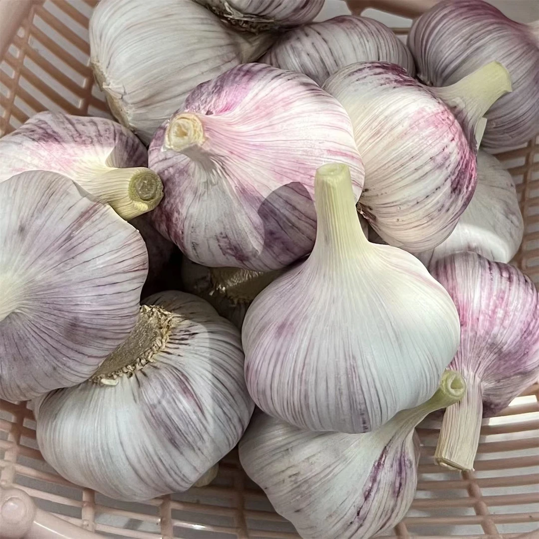 【乐多】【新干蒜】大蒜头新干蒜干大蒜头紫白皮农家自种河南杞县紫白