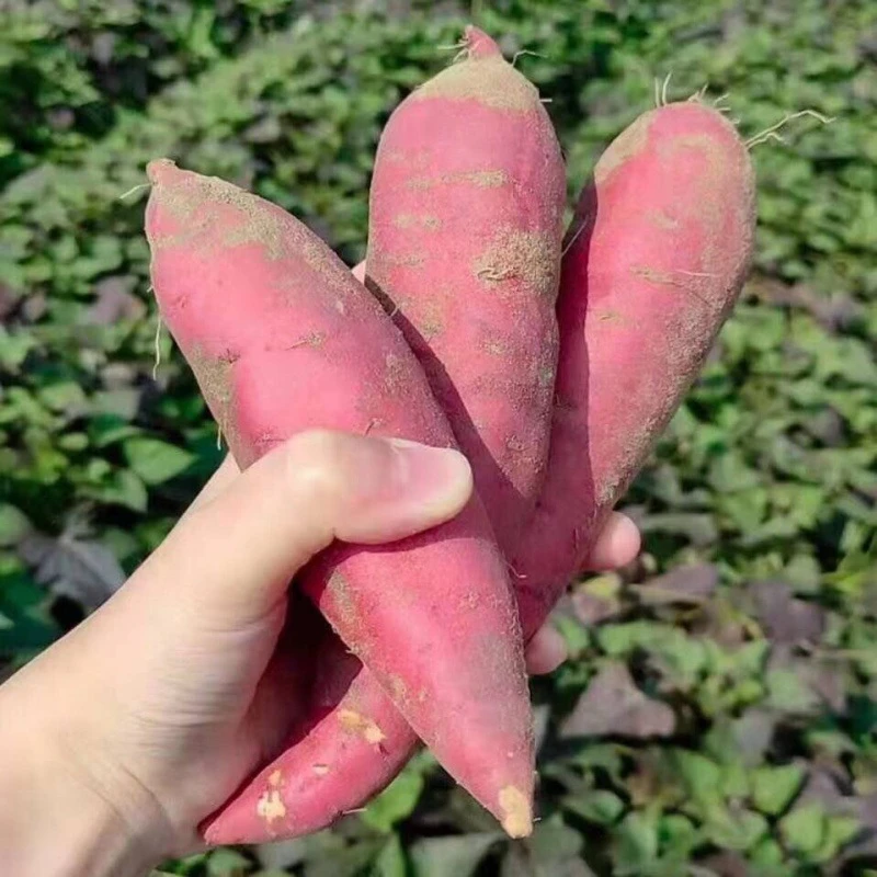 【乐多】红薯批发【福建六鳌蜜薯】西瓜红富硒地瓜红心番薯山芋新鲜现