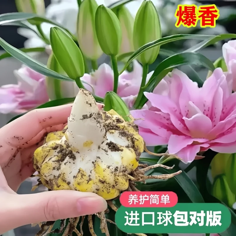 进口香水百合花种球带芽盆栽重瓣种子四季开花卉室内外地栽耐活