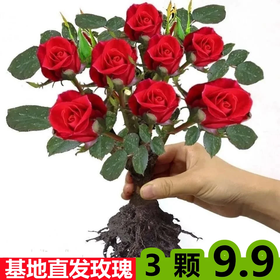 【大促热销】玫瑰老根玫瑰花桩苗当年开花阳台盆栽混色颜色随机发货